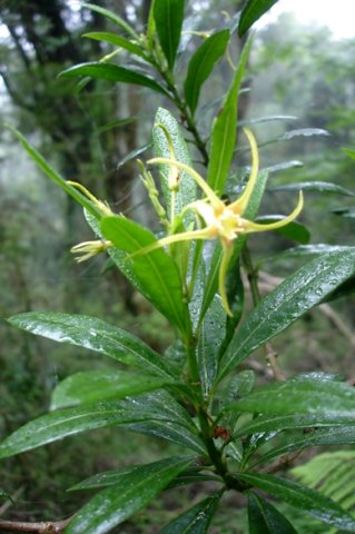 Strophanthus speciosus flowering stem-tip